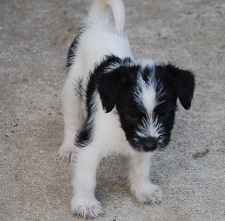 race - jeu : race de ce chiot POUR DEBUTANTS - Page 39 2924d137-5681-bb94-d9e8-18b817ee22ca