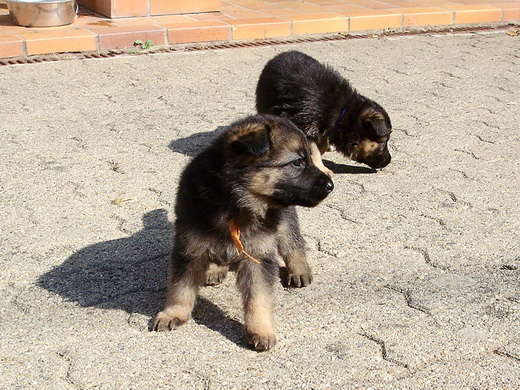 De nouveaux bébés berger allemand à la Vallée des Secrets - Page 3 101c4d31-2fa9-f894-8d3e-6c1a3f90033c