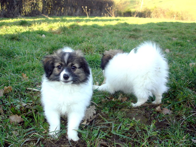 Chiots épagneul nain continental Phalène LOF les joyaux de la Vallée des Secrets  - Page 2 11f3b65f-96b3-5644-e58a-ab6ae6891be5