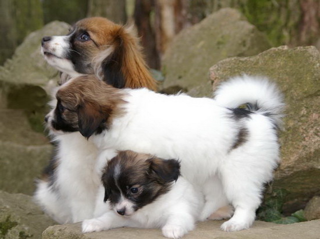 Chiots épagneul nain continental Phalène LOF les joyaux de la Vallée des Secrets  157846da-803b-4074-0d4d-13843f623e96