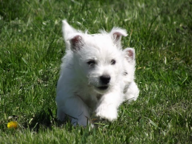 Chiots Westies à la Vallée des Secrets - Page 7 17684f0b-8739-06d4-e17c-2f0aaeda62c3