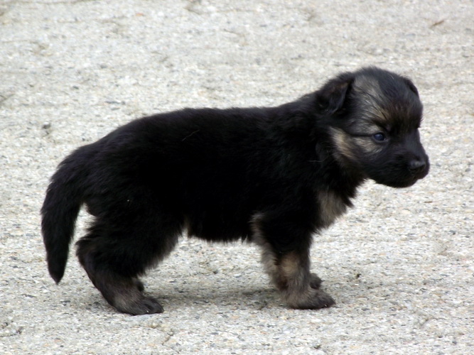 Bleuen de la Vallée des Cattleyas X Skippy du Val des Hurles Vent - Page 9 17ccde78-c4c4-6c54-8dad-abd6ac041f3c