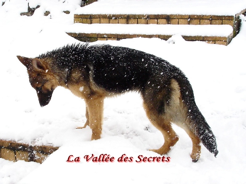 La neige, quel cadeau !!! Skippy, Bambou, Dixi, Caline, Diskette 1a0fda41-c2e5-1d04-7942-fbbfe77c2763