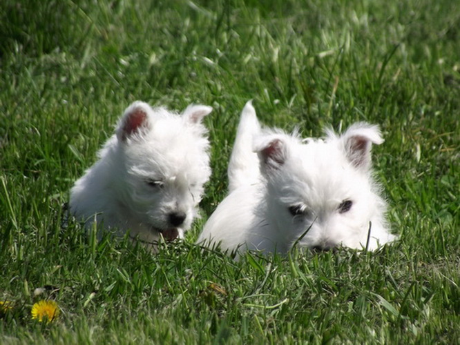 Chiots Westies à la Vallée des Secrets - Page 7 1d3fe8fe-b77c-e4a4-1590-6ffa2156a44f