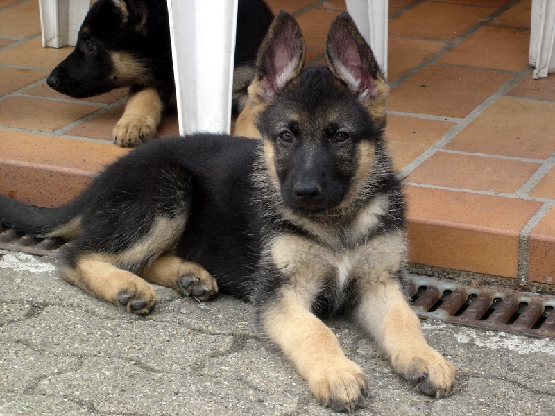 Bambou X Skippy, chiots Berger Allemand à La Vallée des Secrets ! - Page 10 29693a55-8409-f2f4-f9d0-ceaa23b2dc3b