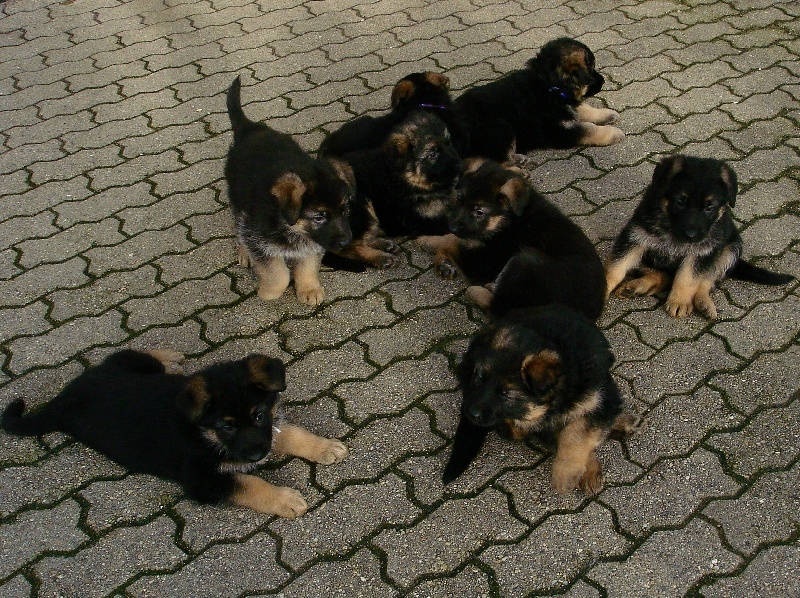 Chiot Berger Allemand à La Vallée des Secrets ! - Page 16 29c54285-8c75-4bb4-e9ac-245dd557ee51