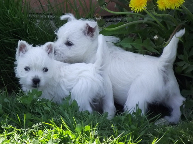 Chiots Westies à la Vallée des Secrets - Page 7 3787fb60-4267-52f4-7d2e-b3f51a3c12a4