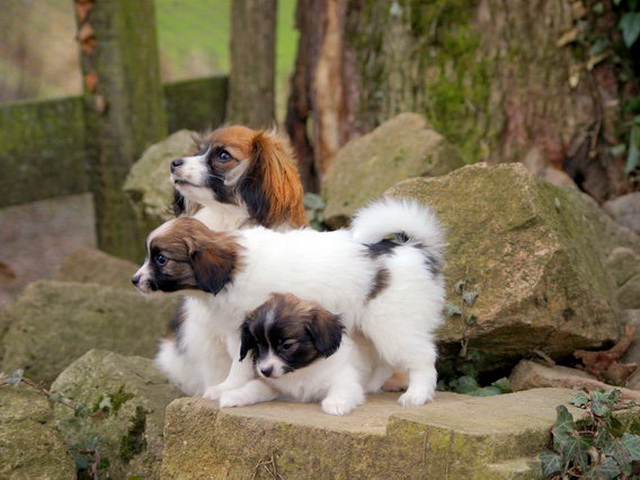 CHIOTS - Chiots épagneul nain continental Phalène LOF les joyaux de la Vallée des Secrets  3be70a51-d1c7-0cc4-7d3f-46ec63a2781f