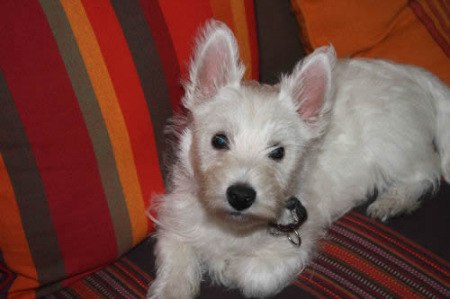 Les Westies de la Vallée des Secrets dans leurs nouvelles familles - Page 2 4586fd98-96f5-aad4-ed26-43e40318b9e2