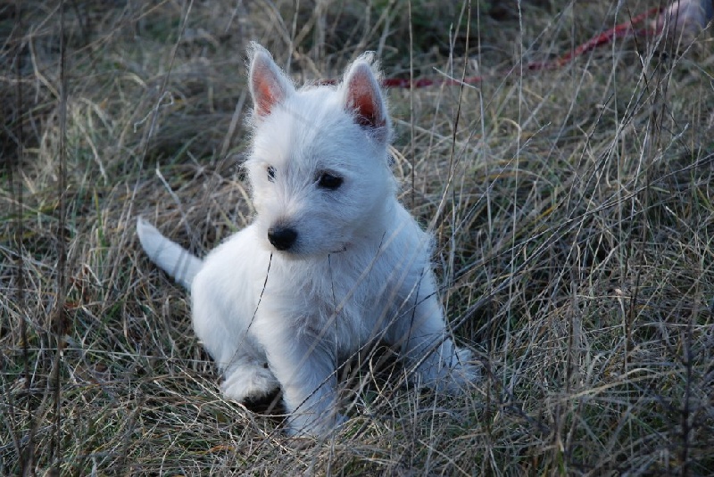 Les Westies de la Vallée des Secrets dans leurs nouvelles familles - Page 2 46f20d4a-7949-8064-4d0b-06488ab62987