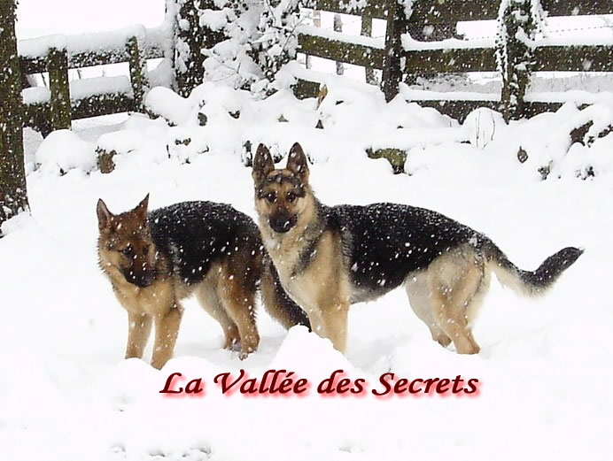 La neige, quel cadeau !!! Skippy, Bambou, Dixi, Caline, Diskette 49e64905-2633-2494-6d85-288a11b3bf51