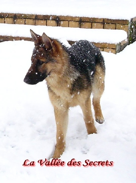 La neige, quel cadeau !!! Skippy, Bambou, Dixi, Caline, Diskette 4ba46195-f05a-fdb4-35c0-0ff9853fe94d