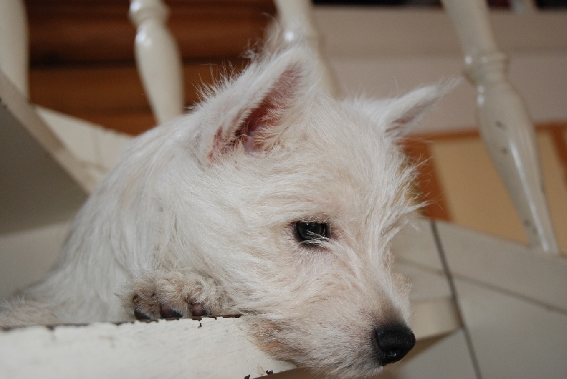 Les Westies de la Vallée des Secrets dans leurs nouvelles familles - Page 2 527a7612-3309-e2b4-098b-f2edff20e133