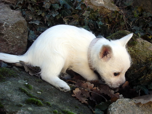 CHIOTS - Chiots westies LOF les meringues de la Vallée des Secrets 5ee20e43-41a0-9524-a90e-3212a6a79a5b