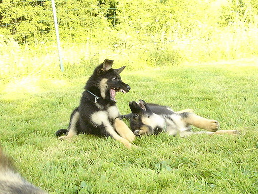 Bambou X Skippy, chiots Berger Allemand à La Vallée des Secrets ! - Page 11 60026a58-ed09-2d24-6921-a029b2c65502