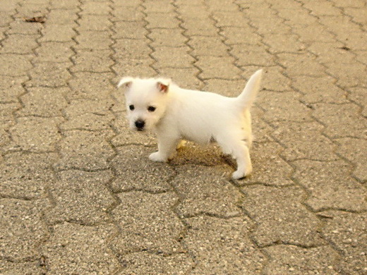 Chiots Westies à la Vallée des Secrets, ils sont nés !!! - Page 8 620ee772-3875-01f4-b57e-1e3861cc2c1f