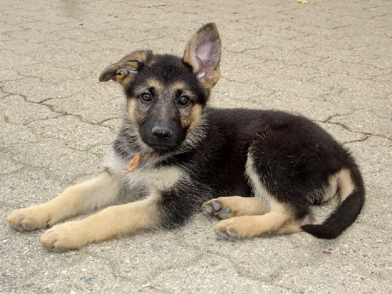 Bambou X Skippy, chiots Berger Allemand à La Vallée des Secrets ! - Page 10 64136d72-5be9-b864-594e-75d5d7412b00