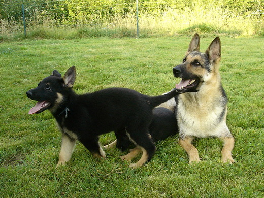 Bambou X Skippy, chiots Berger Allemand à La Vallée des Secrets ! - Page 11 66cc81aa-c63b-8114-b55a-4f8401eb93f2