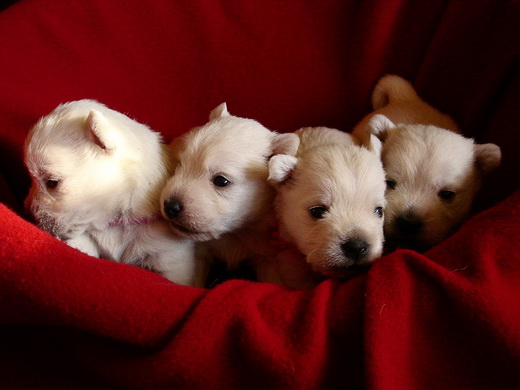 Chiots Westies à la Vallée des Secrets, ils sont nés !!! - Page 6 679af1d5-ff53-49a4-39c9-6a3f69c9e1aa