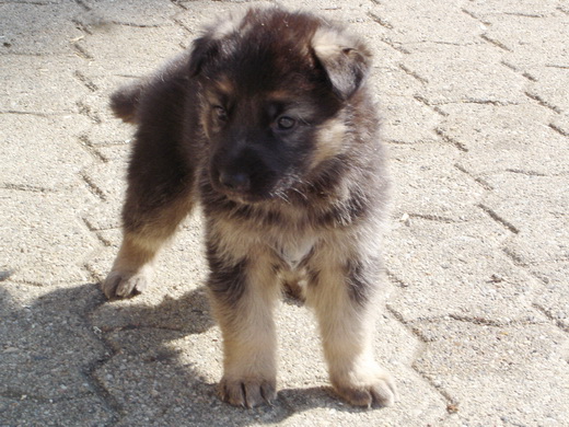 De nouveaux bébés berger allemand à la Vallée des Secrets - Page 3 700382a5-7b8d-f5a4-71de-630ac3d111cb