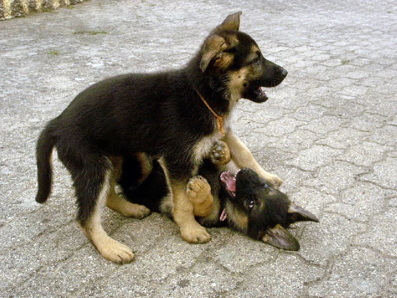 Bambou X Skippy, chiots Berger Allemand à La Vallée des Secrets ! - Page 10 75108332-d621-b8d4-117c-11b38bce3ac3