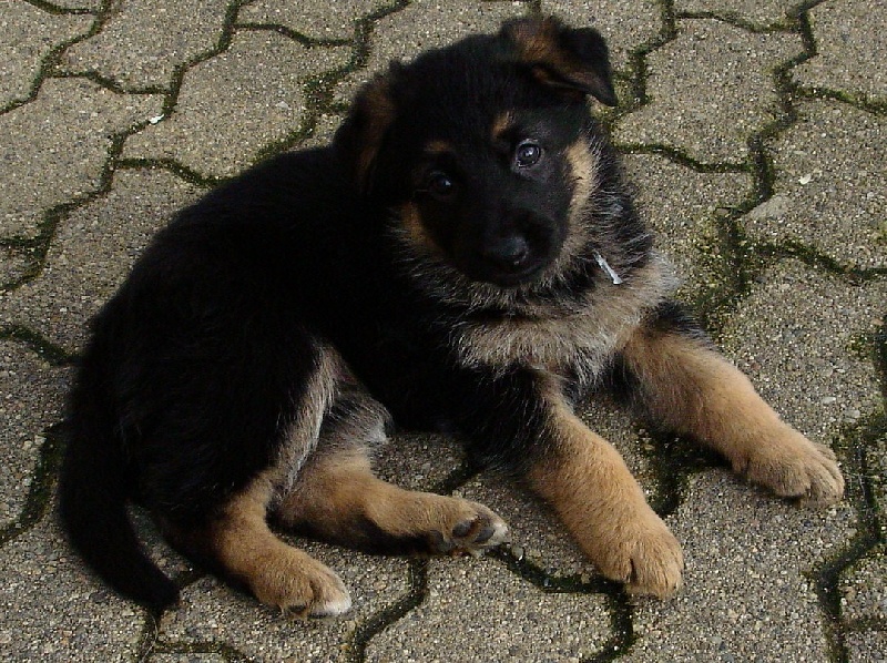 Chiot Berger Allemand à La Vallée des Secrets ! - Page 16 779808bd-85b5-ce34-f9a6-77a2c38bd11d