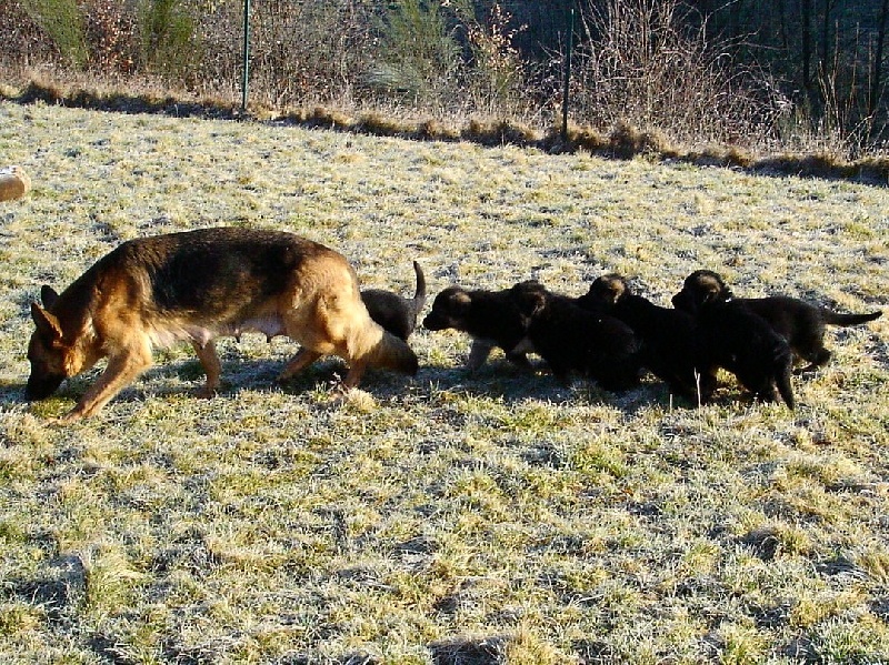 Chiot Berger Allemand à La Vallée des Secrets ! - Page 16 780fb329-50d5-0034-f9af-21951289403f