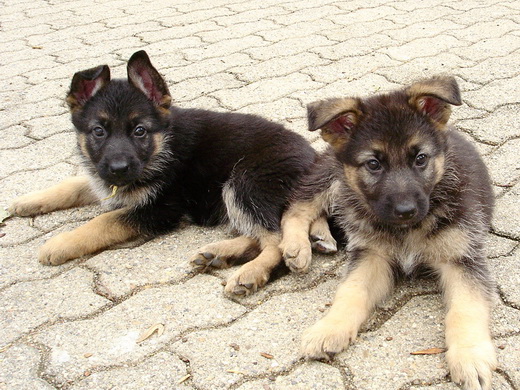 De nouveaux bébés berger allemand à la Vallée des Secrets - Page 3 79963b81-5604-1784-35a4-450bb355c8f7