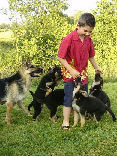 Bambou X Skippy, chiots Berger Allemand à La Vallée des Secrets ! - Page 11 8528b545-497d-1b54-a5e1-843fa4dce591