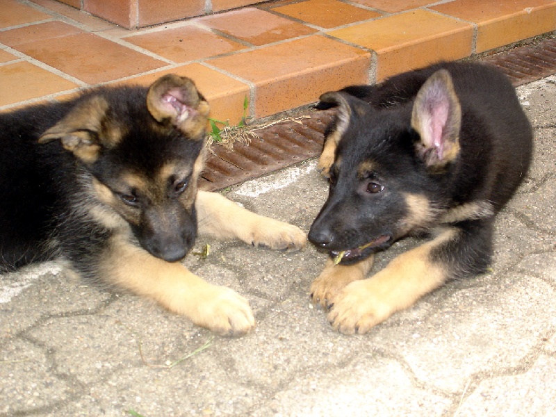 Bambou X Skippy, chiots Berger Allemand à La Vallée des Secrets ! - Page 10 91fa060a-a9ff-bf94-e94f-ed79f4681165