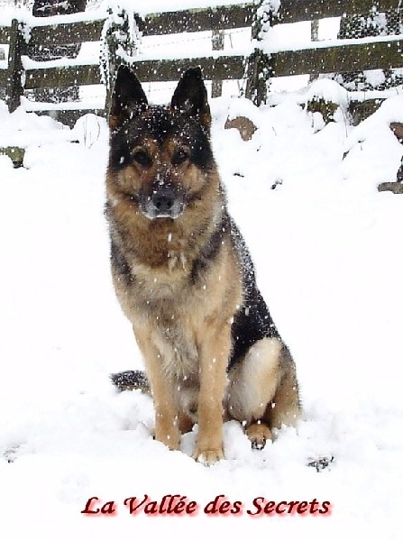 La neige, quel cadeau !!! Skippy, Bambou, Dixi, Caline, Diskette 94afc8c0-c77c-45a4-c5e3-5b8ef61e1a40