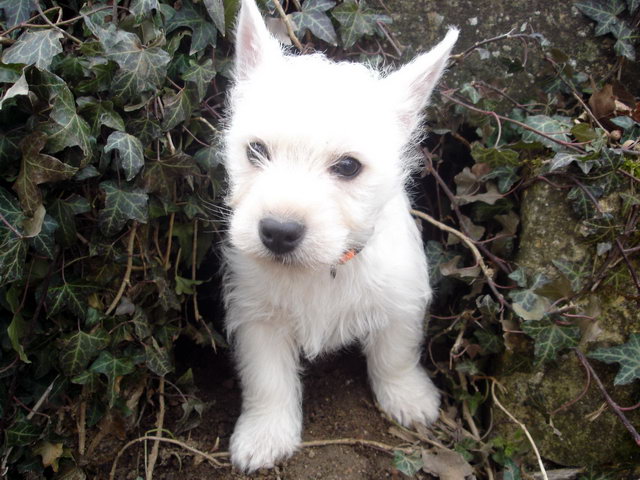 Chiots westies LOF les meringues de la Vallée des Secrets - Page 2 9bd43865-177b-b8f4-e1ee-0fde86e7283b