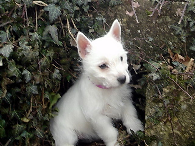 Chiots westies LOF les meringues de la Vallée des Secrets - Page 2 Ae2a569b-3025-5c44-c1d8-fb561fd575b5