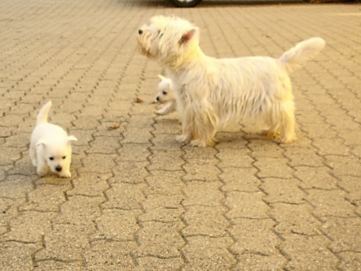 Chiots Westies à la Vallée des Secrets, ils sont nés !!! - Page 8 B5b11108-c4e6-0ec4-e555-48bd5c613760