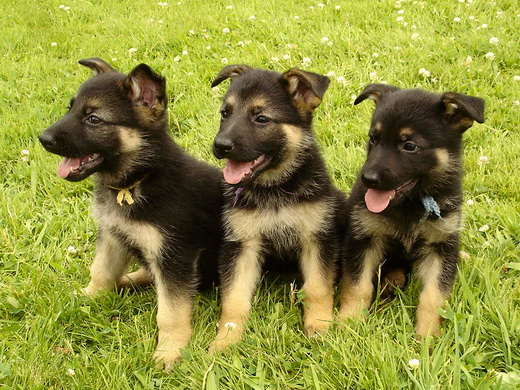 Bambou X Skippy, chiots Berger Allemand à La Vallée des Secrets ! - Page 10 C03cd142-6e65-08d4-953d-c1f0fd4527ba