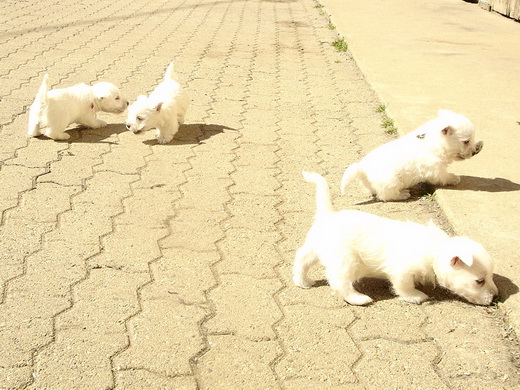 Chiots Westies à la Vallée des Secrets - Page 6 C3966978-6413-9344-4d37-1242f8891e81