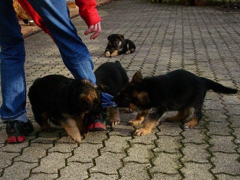 Chiot Berger Allemand à La Vallée des Secrets ! - Page 16 C94b1e4f-8cb4-4f44-291a-26cedc047c3c