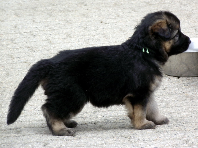 Bleuen de la Vallée des Cattleyas X Skippy du Val des Hurles Vent - Page 9 Ccbf0f9a-2e8b-38f4-e1e7-44add45f2220