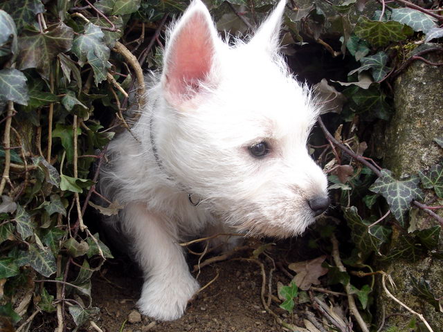 Chiots westies LOF les meringues de la Vallée des Secrets - Page 2 Cd54e084-aba4-8ce4-9d5f-00c30e9fc738