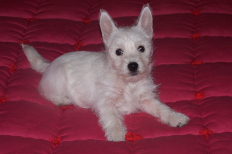 Les Westies de la Vallée des Secrets dans leurs nouvelles familles Ce0f9ccf-4897-40c4-5152-9feed4d9c11d