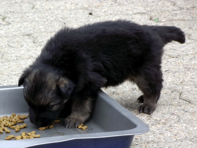 Bleuen de la Vallée des Cattleyas X Skippy du Val des Hurles Vent - Page 9 Ce57ab12-724a-6404-21e6-06ececaa58de