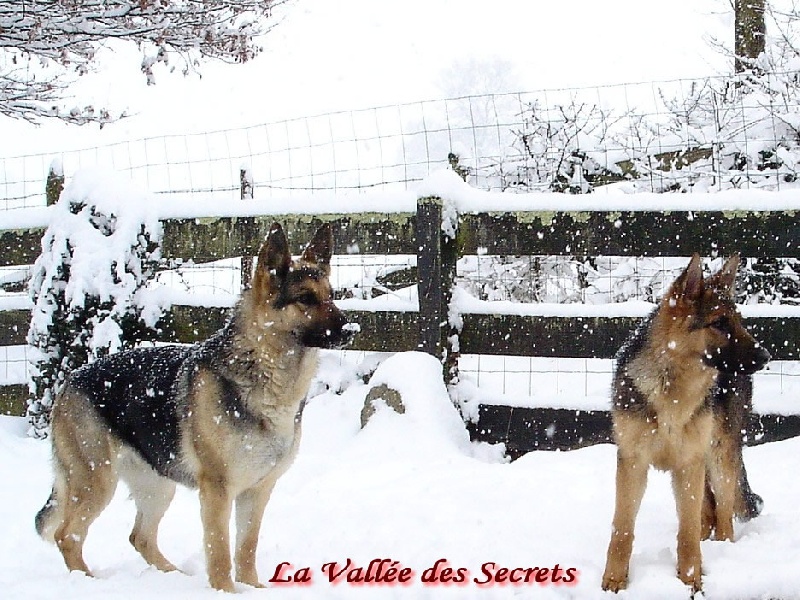 La neige, quel cadeau !!! Skippy, Bambou, Dixi, Caline, Diskette D0a31a38-743f-ffa4-e53d-362b38ccd4d5