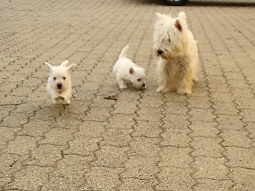 Chiots Westies à la Vallée des Secrets, ils sont nés !!! - Page 8 D4e611a2-8666-9694-9186-05bf346a4271