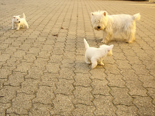 Chiots Westies à la Vallée des Secrets, ils sont nés !!! - Page 8 Defbda63-8e7e-c934-6d54-6858e7d1ef24