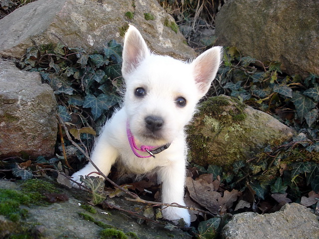 CHIOTS - Chiots westies LOF les meringues de la Vallée des Secrets F54d3965-e2ff-bf94-05bb-6677bdca7132