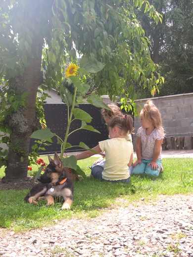 Bambou X Skippy, chiots Berger Allemand à La Vallée des Secrets ! - Page 11 F5e4a995-5293-c794-2d81-e6562c9718dd