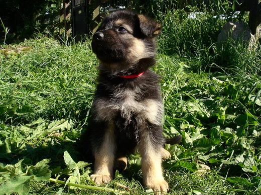 Bambou X Skippy, chiots Berger Allemand à La Vallée des Secrets ! - Page 9 00895c77-01a8-0b94-51ab-9e1f2a83682a