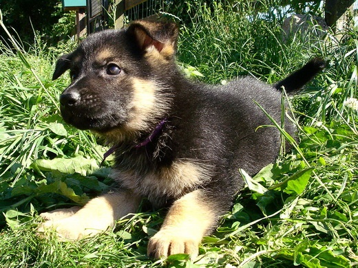 Bambou X Skippy, chiots Berger Allemand à La Vallée des Secrets ! - Page 9 2056d29a-9d96-61a4-ada3-1ec93963520e