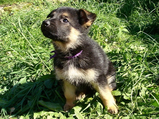 Bambou X Skippy, chiots Berger Allemand à La Vallée des Secrets ! - Page 9 2acc6fcb-0cbf-ebb4-1585-41dd1d9819d1