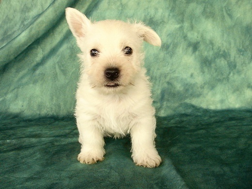 Chiots Westies à la Vallée des Secrets, ils sont nés !!! - Page 8 3494f45f-b0b9-1264-6d04-e04f1b0d9f5f